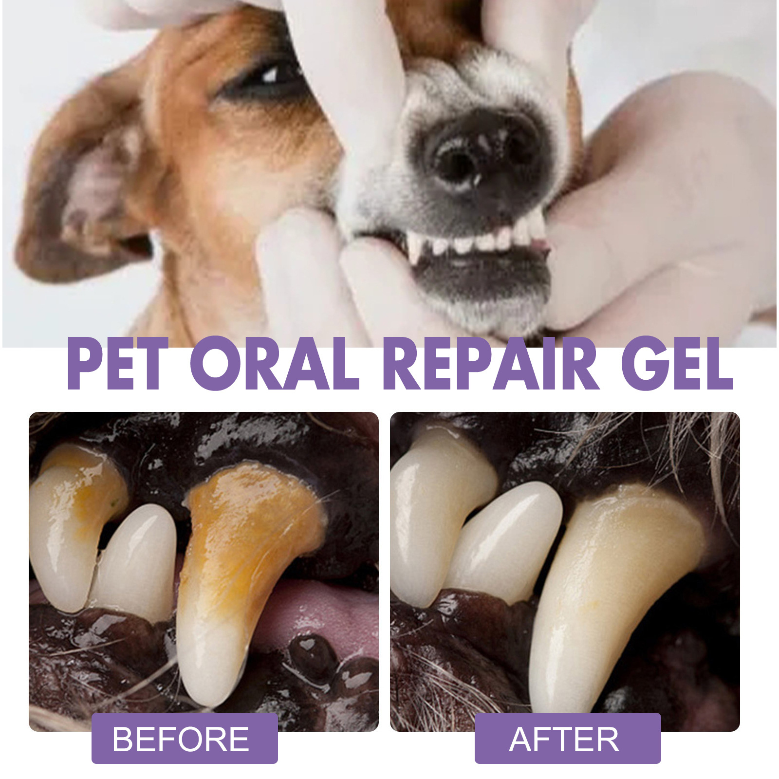 ペット口腔修復ジェル子犬歯石除去消臭剤白くする猫犬歯ステイン - Teeth Whitening Session のレビューと価格